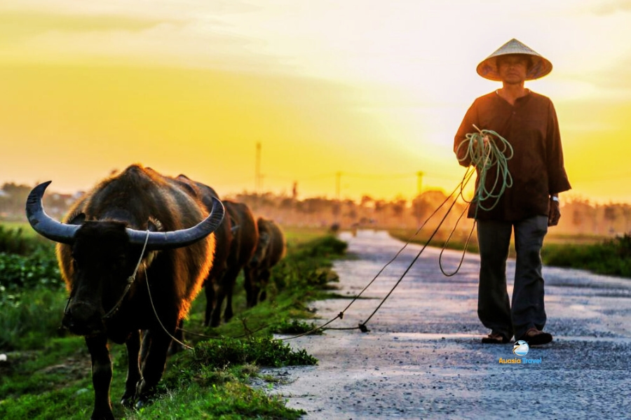Vietnamese farmer walking with water buffalo at sunset – Auasia Travel